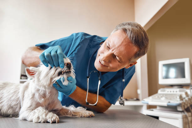 Best Same-Day Emergency Dentist in Lorton, VA